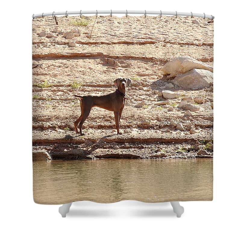 Landscape Shower Curtain featuring the photograph Bird Dog 2 by Julie Niemela