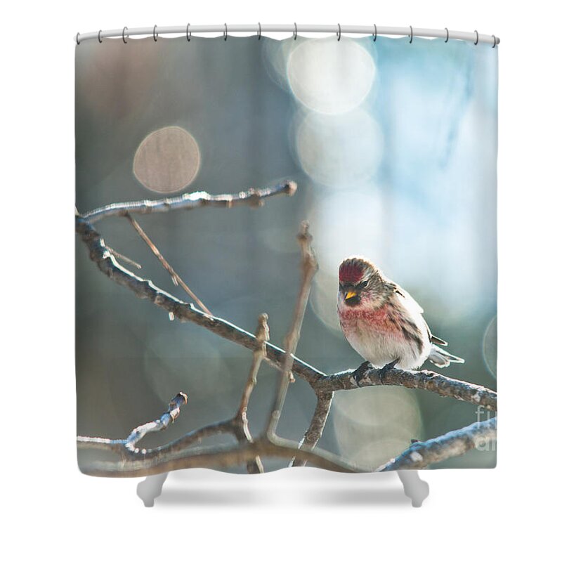 Landscapes Shower Curtain featuring the photograph Bird in Bokeh by Cheryl Baxter