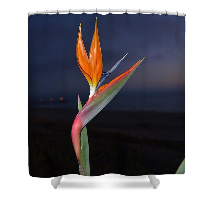 Bird Of Paradise Shower Curtain featuring the photograph Bird of Paradise at Night by Debra Thompson