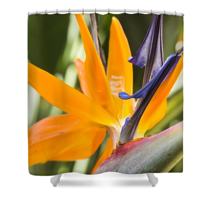 Beautiful Shower Curtain featuring the photograph Bird of Paradise by Leigh Anne Meeks