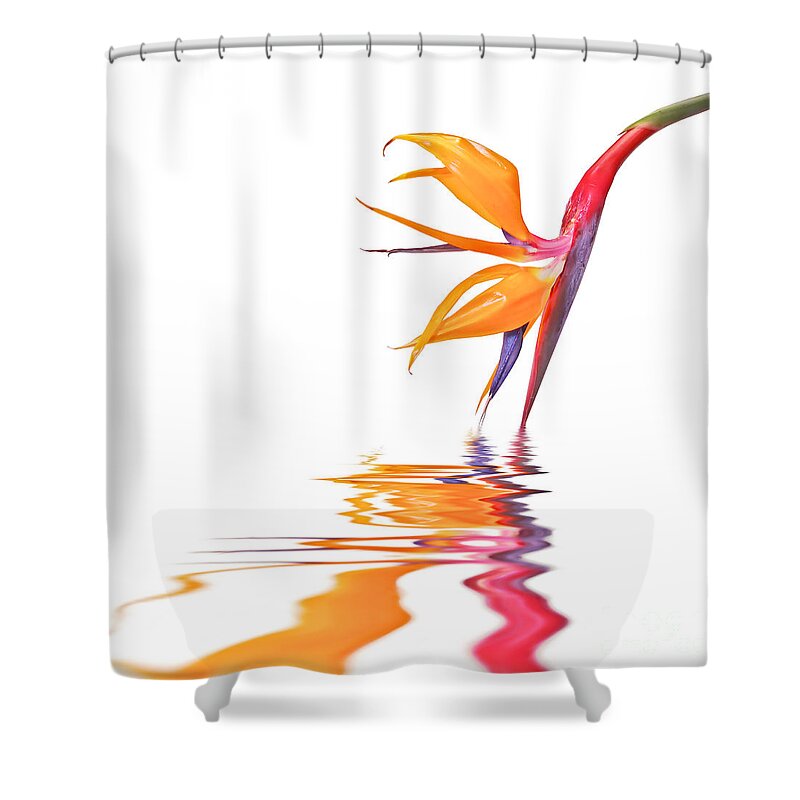 Flower Shower Curtain featuring the photograph Strelitzia, Bird of paradise reflections by Delphimages Photo Creations