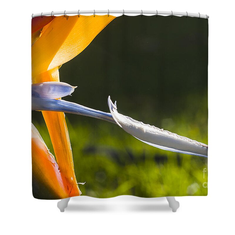 Australia Shower Curtain featuring the photograph Bird of Paradise by Steven Ralser