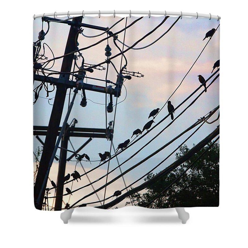 Evening Shower Curtain featuring the photograph Bird on a Wire Plural by Linda Phelps
