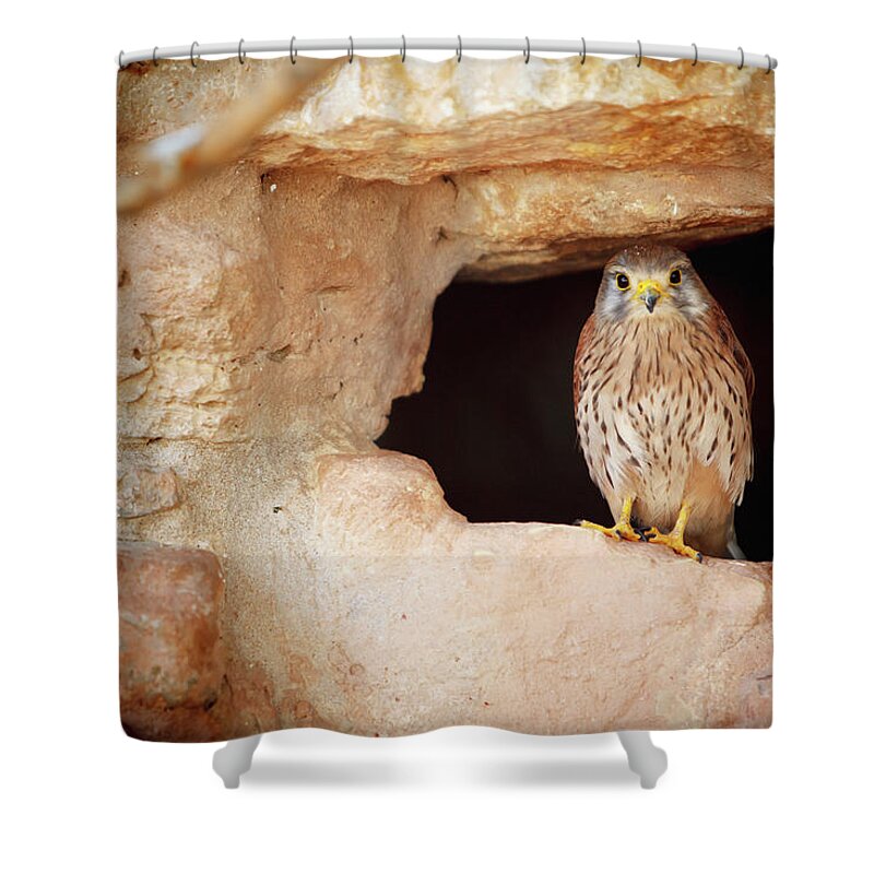 Hiding Shower Curtain featuring the photograph Bird Perched In The Opening Of A Cave by Reynold Mainse / Design Pics