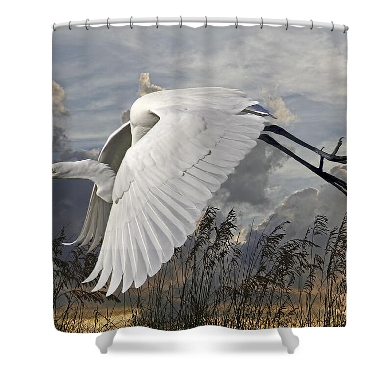 Great Egret Shower Curtain featuring the photograph Birds - Beach Beauty - Great Egret by HH Photography of Florida