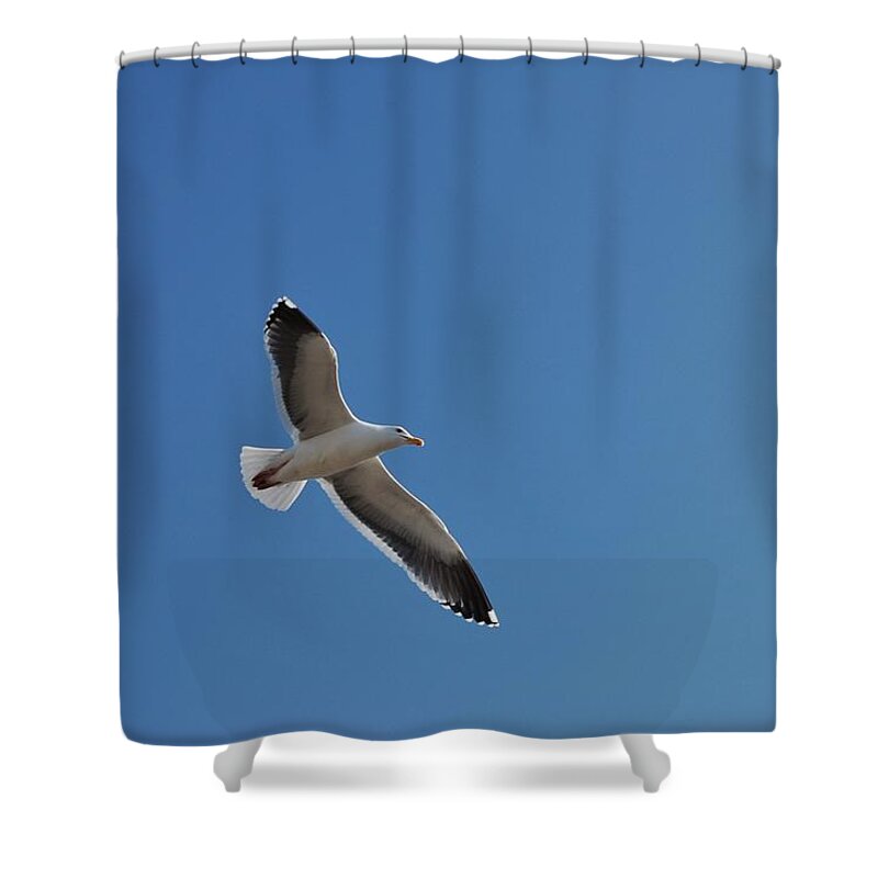 Seagull Shower Curtain featuring the photograph Birds Eye View by Christopher James