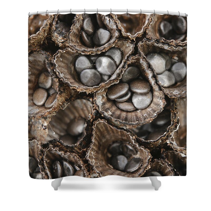 Feb0514 Shower Curtain featuring the photograph Birds Nest Fungus Spores Sarawak Borneo by Ch'ien Lee