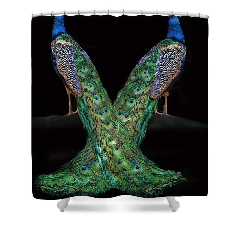 Peacock Shower Curtain featuring the photograph Birds of a Feather by Stephanie Laird