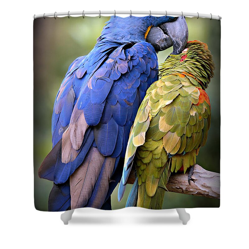 Macaw Shower Curtain featuring the photograph Birds of a Feather by Stephen Stookey