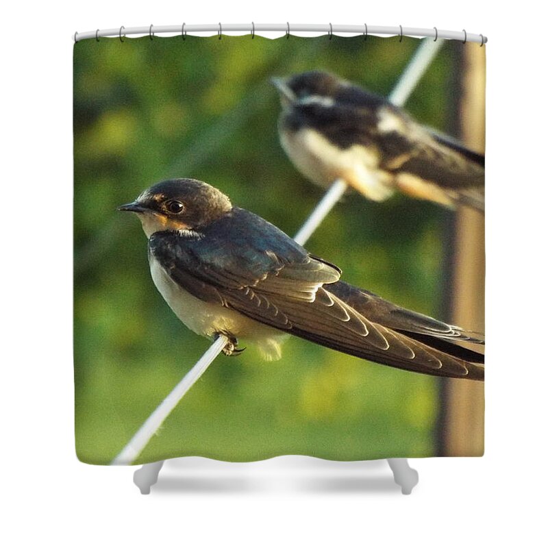 Barn Swallow Shower Curtain featuring the photograph Birds On A Wire by Caryl J Bohn