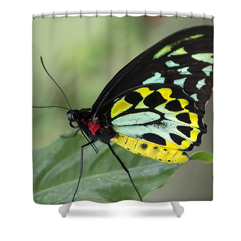 Tropical Shower Curtain featuring the photograph Birdwing Butterfly by Sean Allen