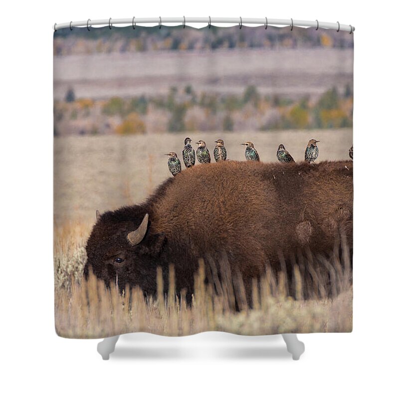 Bison Shower Curtain featuring the photograph Bison and Buddies by Kathleen Bishop