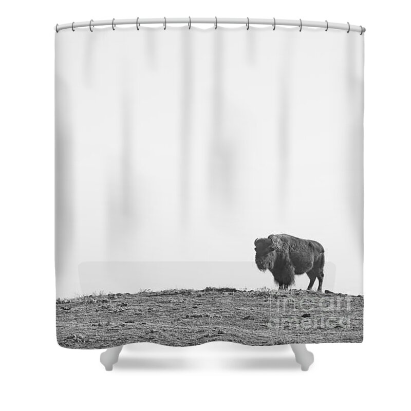 Buffalo Shower Curtain featuring the photograph Bison On a Hill BW by James BO Insogna