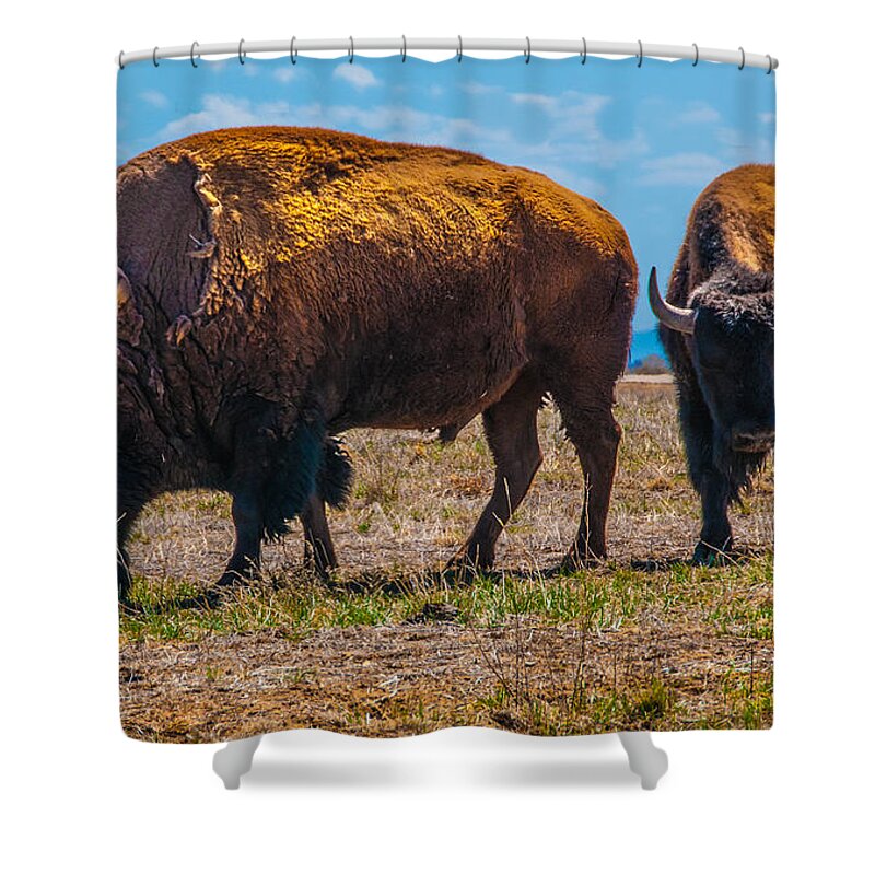 Bison Shower Curtain featuring the photograph Two Bison In Field In The Daytime by Tom Potter