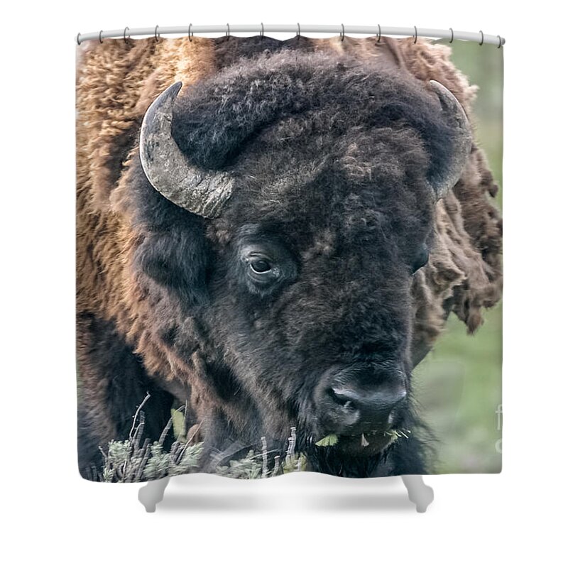 Bison Shower Curtain featuring the photograph Bison Portrait by Al Andersen