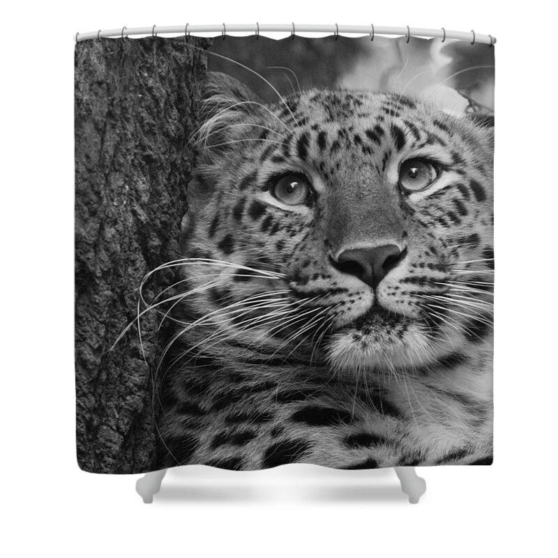 Animal Shower Curtain featuring the photograph Black and White Amur Leopard by Chris Boulton