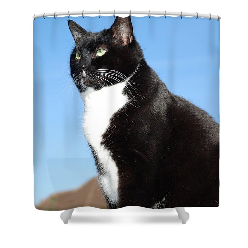 Sky Shower Curtain featuring the photograph Black and white cat by David Fowler