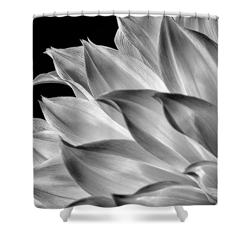 Dahlia Shower Curtain featuring the photograph Black and White Dahlia by Georgette Grossman