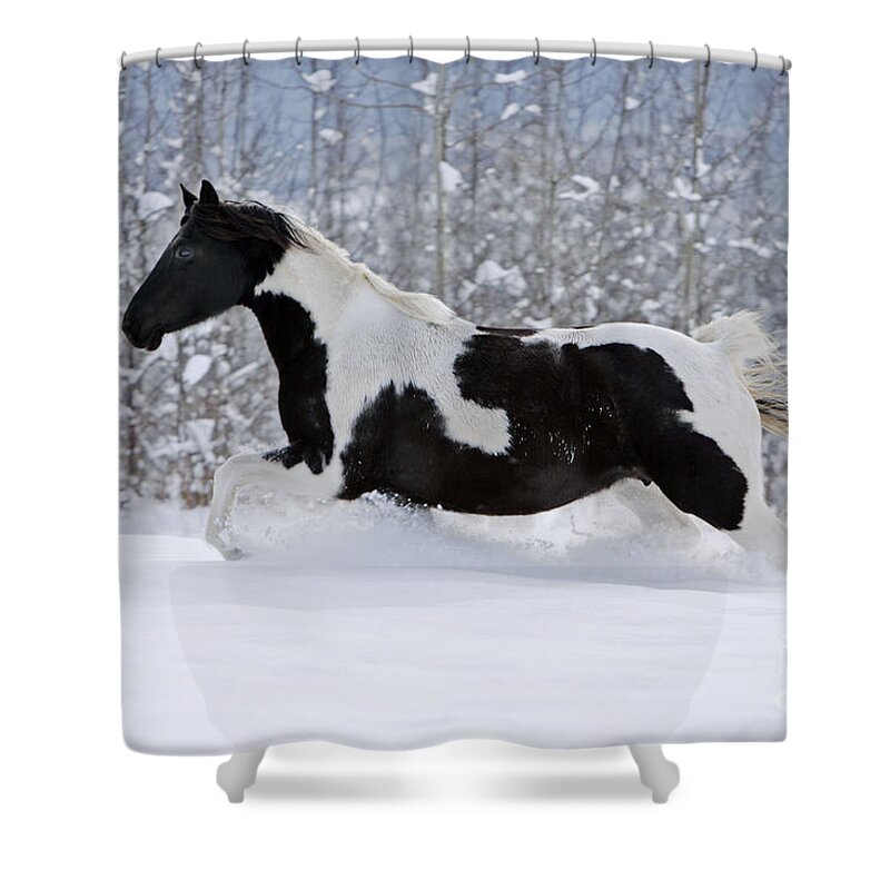 Black And White Shower Curtain featuring the photograph Black And White Paint Horse In Snow by Rolf Kopfle