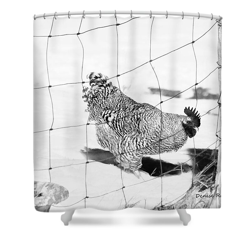 Black Shower Curtain featuring the photograph Black and White Rooster by Denise Romano