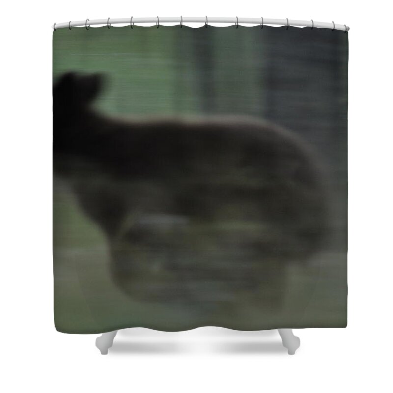 Black Bear Shower Curtain featuring the photograph Black Bear Cub Running by Frank Madia