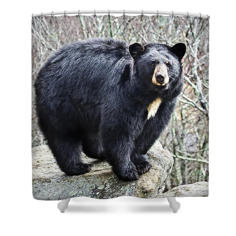 Black Bear Shower Curtain featuring the photograph Black Bear by Ronald Lutz
