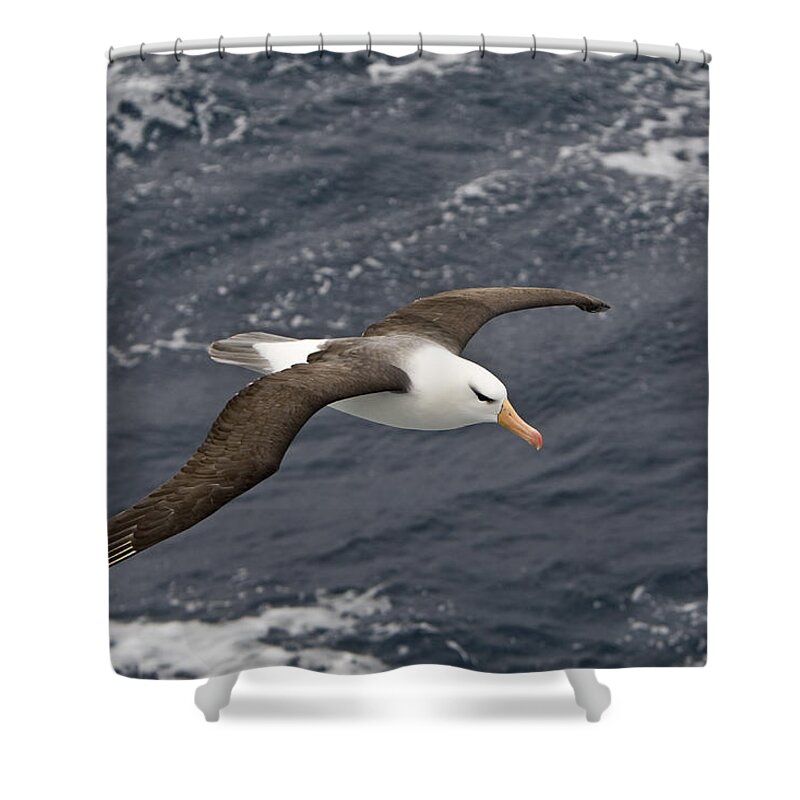 Flpa Shower Curtain featuring the photograph Black-browed Albatross Flying Scotia by Dickie Duckett