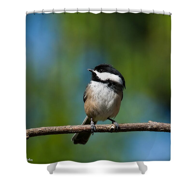 Animal Shower Curtain featuring the photograph Black Capped Chickadee Perched on a Branch by Jeff Goulden