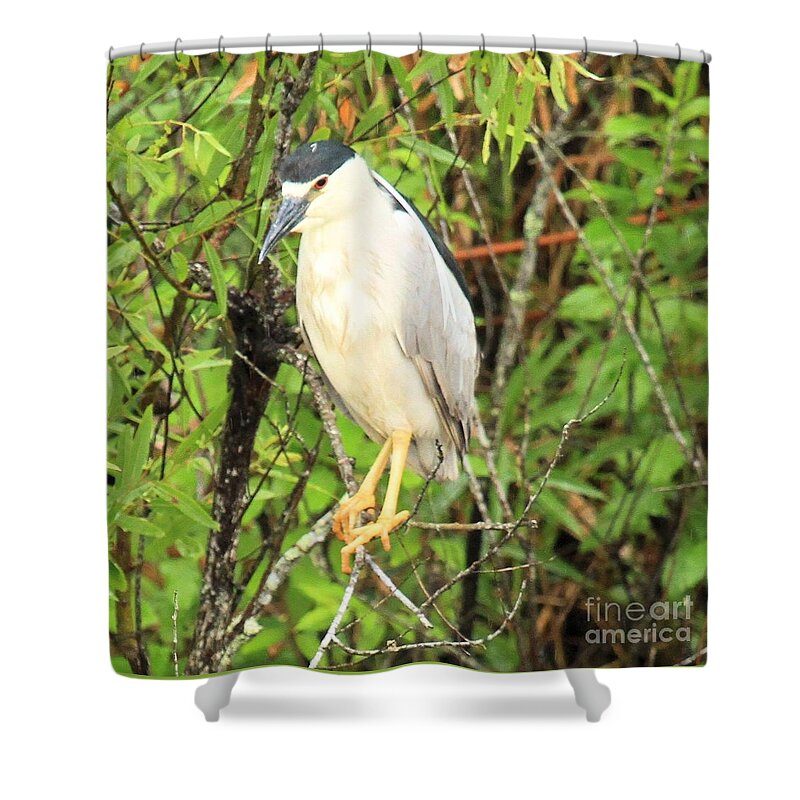 Everglades National Park Shower Curtain featuring the photograph Black Crowned Night Heron by Adam Jewell