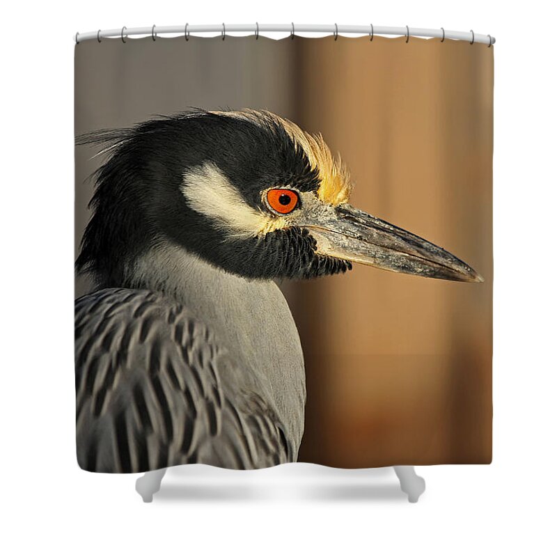 Heron Shower Curtain featuring the photograph Black Crowned Night Heron by Juergen Roth