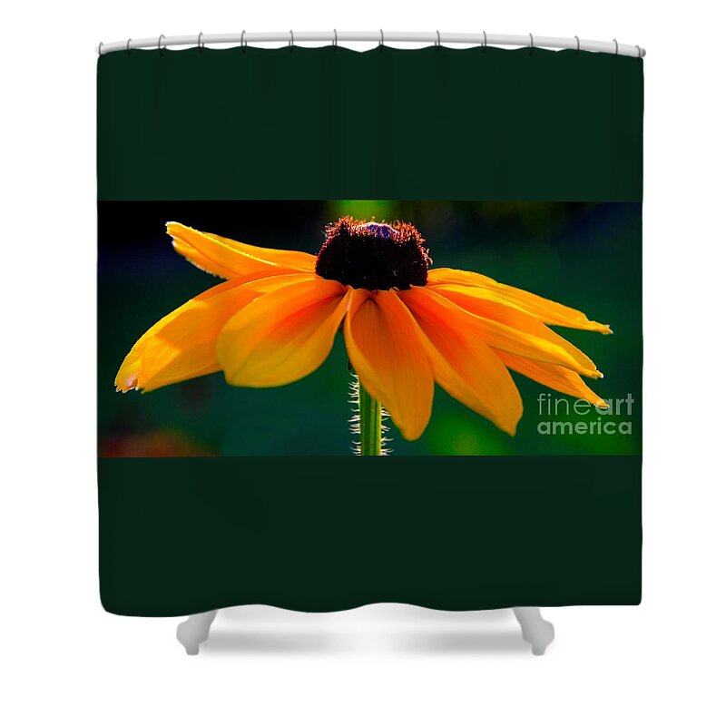 Rudbeckia Hirta Shower Curtain featuring the photograph Black Eyed Susan by Richard Lynch