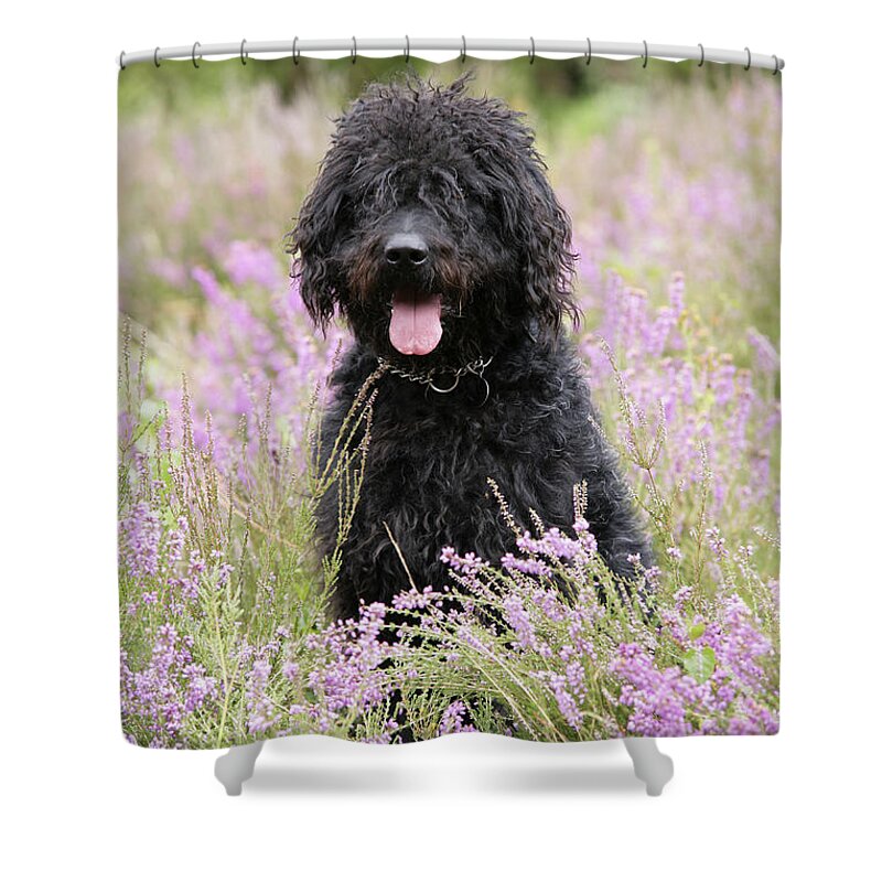 Labradoodle Shower Curtain featuring the photograph Black Labradoodle by John Daniels