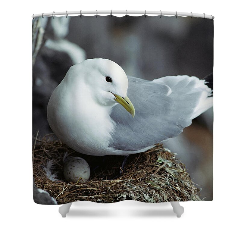 Mp Shower Curtain featuring the photograph Black-legged Kittiwake Incubating Egg by Gerry Ellis