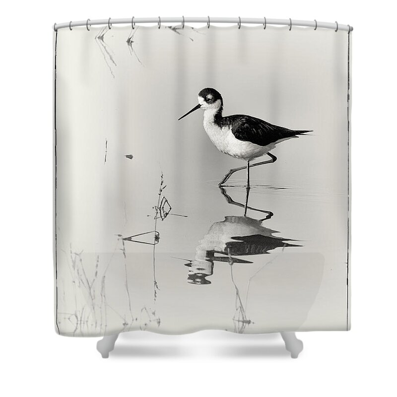Black-necked Stilt Shower Curtain featuring the photograph Black-necked Stilt at Carson Lake Wetlands by Priscilla Burgers