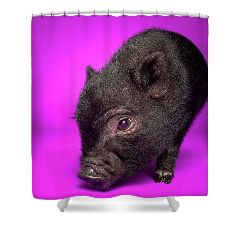 Pig Shower Curtain featuring the photograph Black Pig by Square Dog Photography