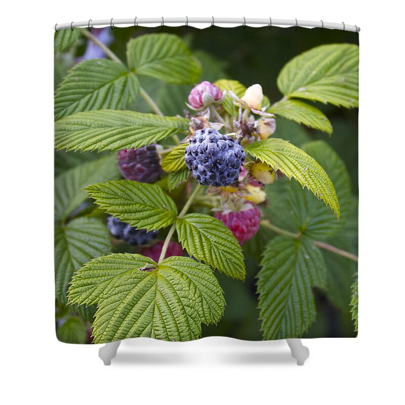 Rubus Occidentalis Shower Curtain featuring the photograph Black Raspberry by Venetia Featherstone-Witty