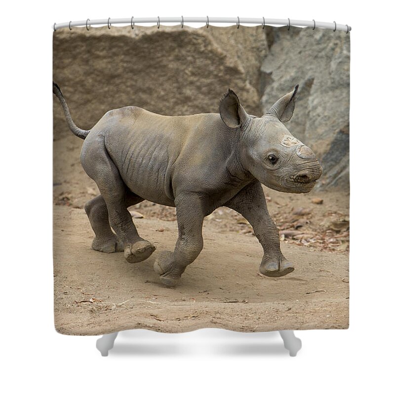 San Diego Zoo Shower Curtain featuring the photograph Black Rhinoceros Calf Running by San Diego Zoo