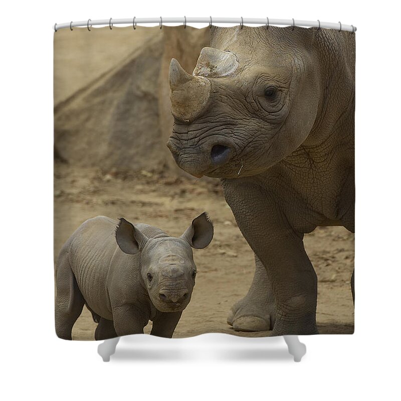 Feb0514 Shower Curtain featuring the photograph Black Rhinoceros Mother And Calf by San Diego Zoo