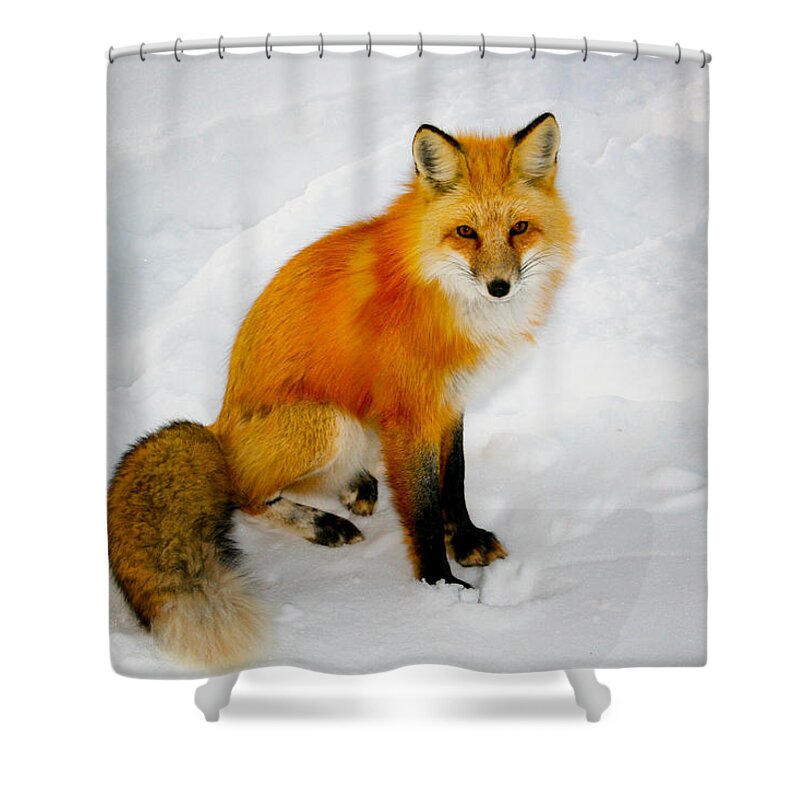 Fox Shower Curtain featuring the photograph Black Socks Fox by Juli Ellen