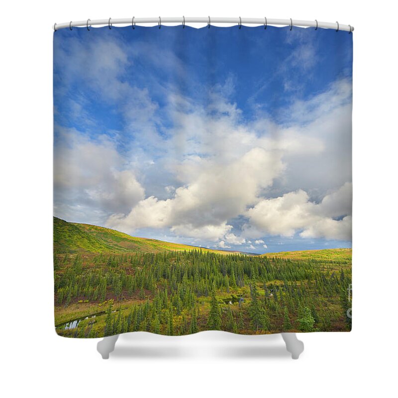 00431045 Shower Curtain featuring the photograph Black Spruce on Fall Tundra by Yva Momatiuk John Eastcott
