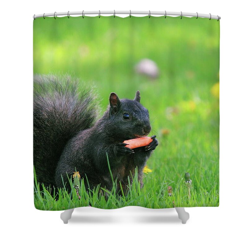 Black Color Shower Curtain featuring the photograph Black Squirrel by David R. Tyner