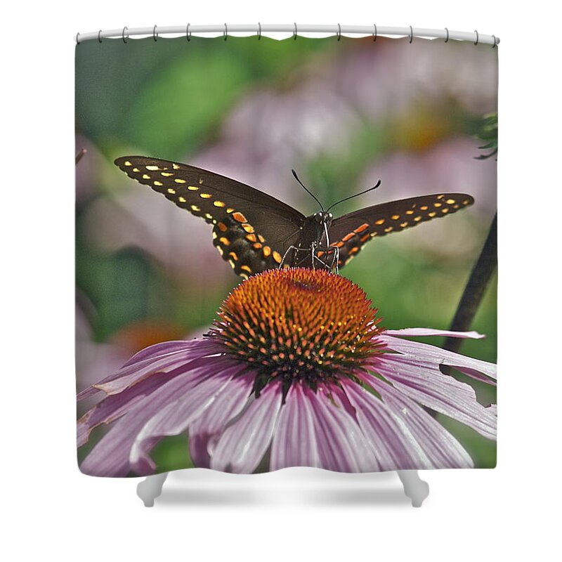 Cone Flower Shower Curtain featuring the photograph Black Swallowtail on Cone Flower by Michael Peychich