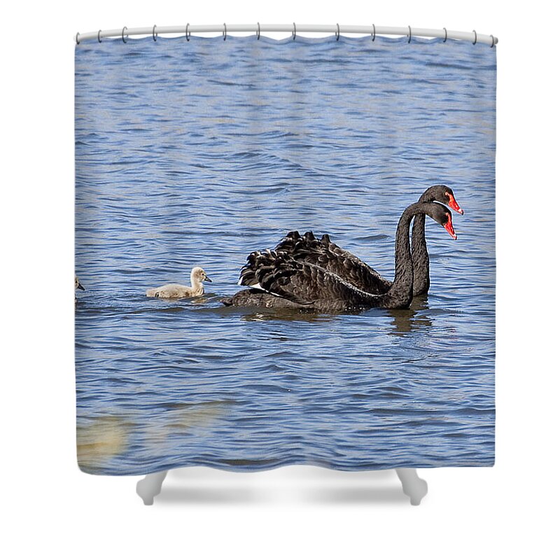 Australia Shower Curtain featuring the photograph Black swans by Steven Ralser