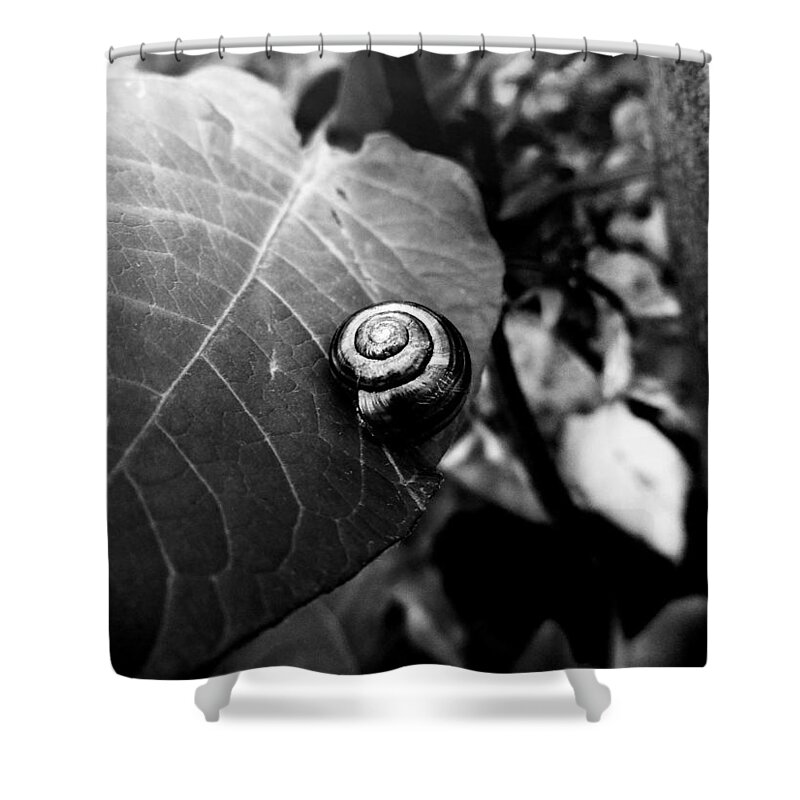 Snail Shower Curtain featuring the photograph Black Swirl by Zinvolle Art
