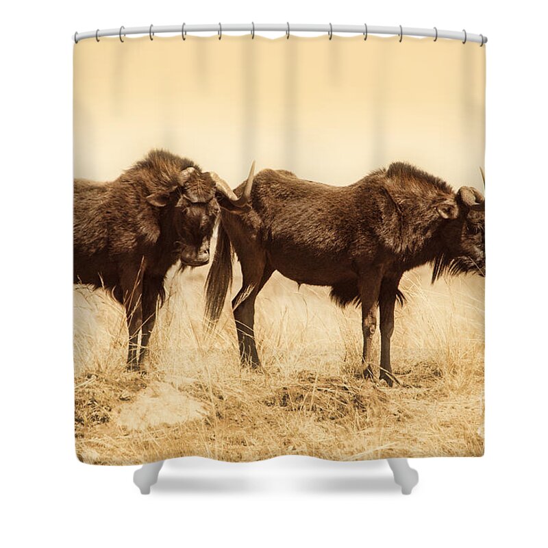 Black Wildebeest Shower Curtain featuring the photograph Black Wildebeest-Africa V2 by Douglas Barnard