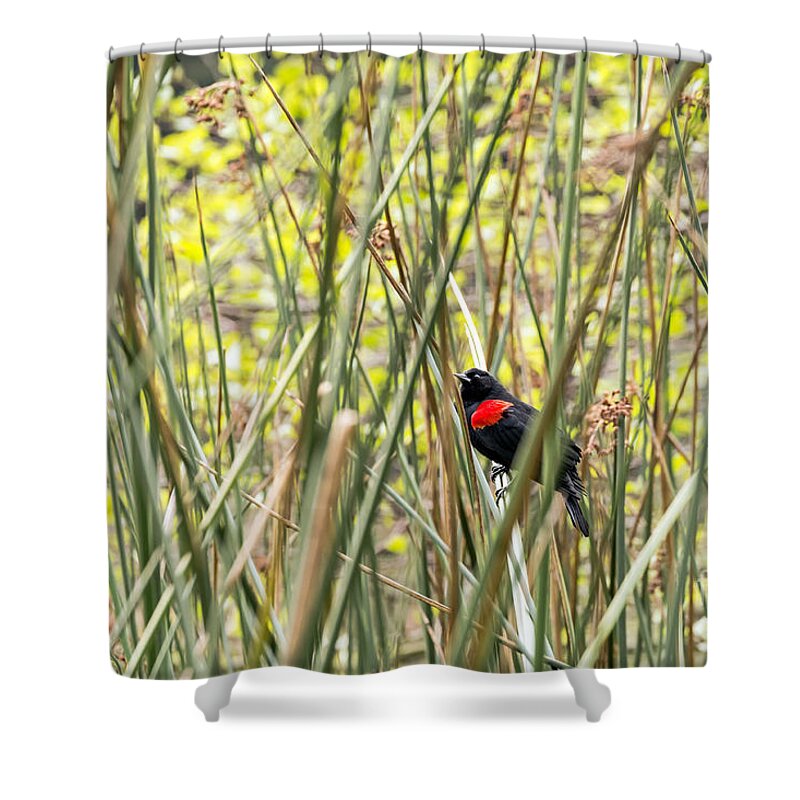 Bird Shower Curtain featuring the photograph Blackbird in Reeds by Kate Brown