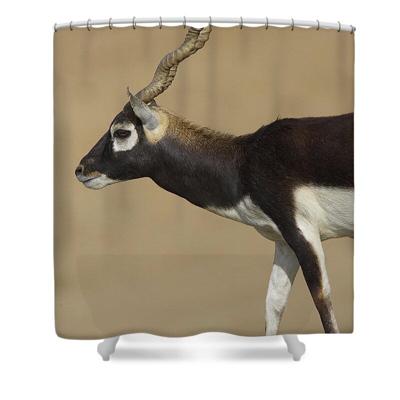 Feb0514 Shower Curtain featuring the photograph Blackbuck Adult by San Diego Zoo