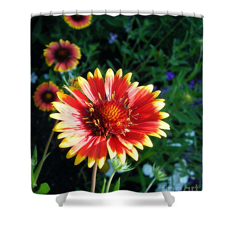 Blanket Flower Shower Curtain featuring the photograph Blanket Flower by Lizi Beard-Ward
