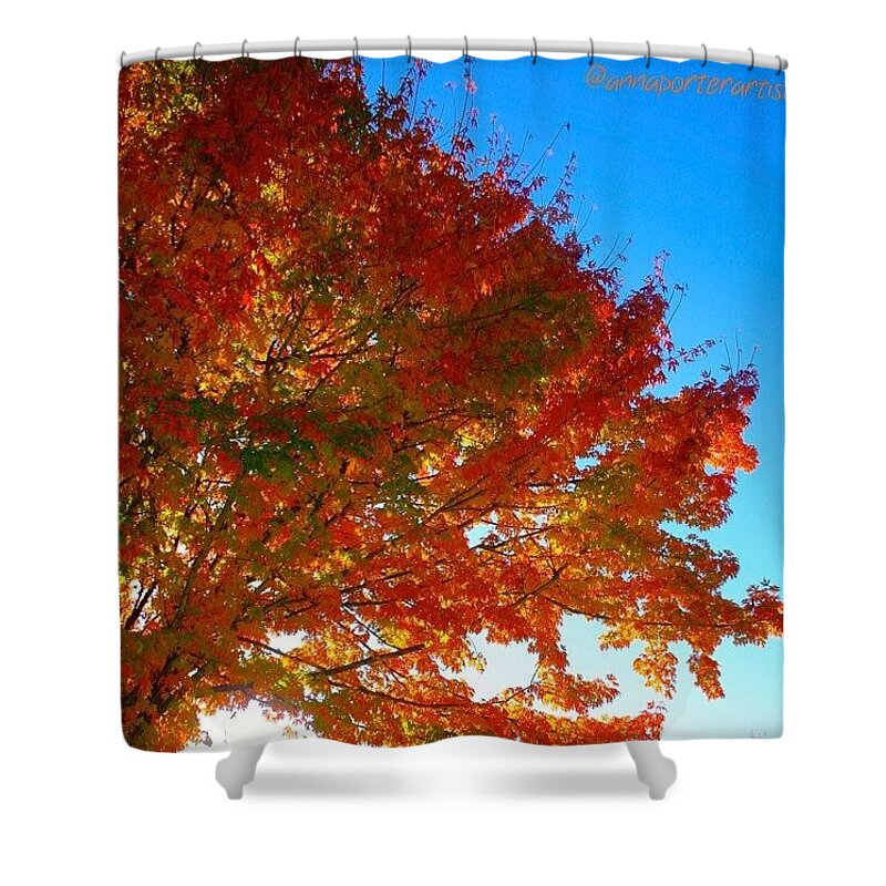 Orange Shower Curtain featuring the photograph Blazing Orange Maple Tree by Anna Porter