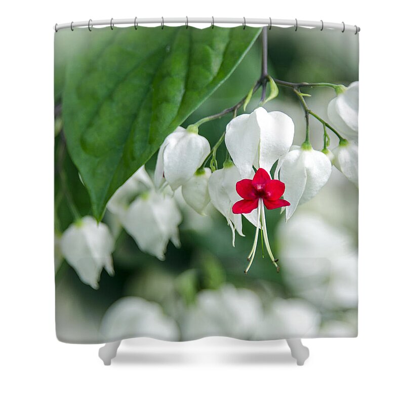 Clerodendrum Thomsoniae Shower Curtain featuring the photograph Bleeding Heart Red by Carolyn Marshall